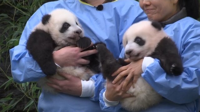 Dvynės pandos pristatytos zoologijos sode Belgijoje