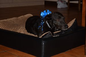 Emigravo su augintiniu, bet pas veterinarą lankosi Lietuvoje