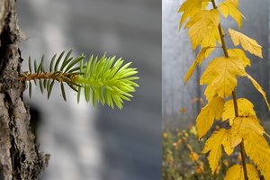 Kodėl spygliuočiai žaliuoja ištisus metus, o lapuočiai lapus numeta?