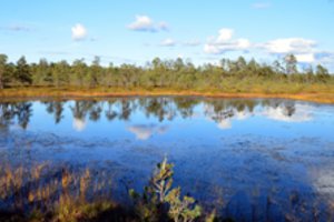 Žemės inkstai: paslaptingos vietos Lietuvoje saugo ypatingus gamtos turtus