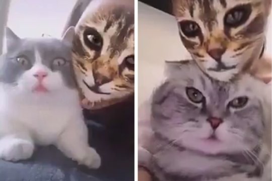 Interneto hitas: keturkojų reakcija į šeimininkų veidus verčia iš koto