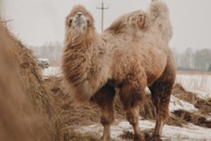 Gyvūno laikymo sąlygos šokiravo pasaulį: eilę metų tenka kęsti alkį ir speigą