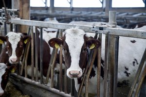 Stambieji pieno ūkiai gauna europinę kainą