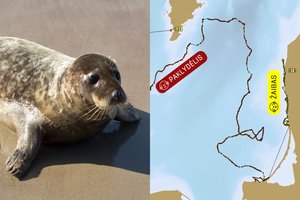 Paaiškėjo, kur Baltijos jūroje nuplaukė paleisti ruoniai: vieno likimas pasibaigė liūdnai