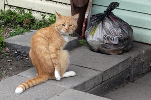 Prastos žinios kauniečiams: brangs šiukšlių išvežimas