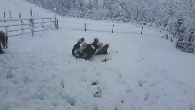 Gyvulių elgesys kelia šypseną – nufilmuotas pirmas pasimatymas su sniegu 
