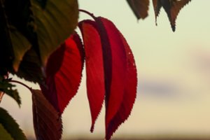 Rudens pabaigos darbai darže ir sode: ko nepamiršti prieš žiemos startą