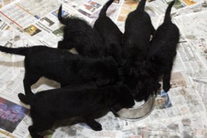 Anykštėnas įdavė draugę: šiurpiai nugalabijo 4 mažylius