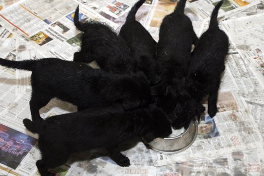 Anykštėnas įdavė draugę: šiurpiai nugalabijo 4 mažylius