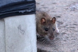 Estijos gyventojai neteko ryšio su valdžia: dėl visko kalti nemalonūs padarai