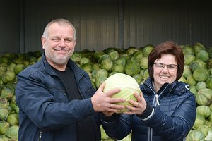 Kopūstų raugyklos šeimininkai: reikia išmanyti, kokią veislę kada užraugti
