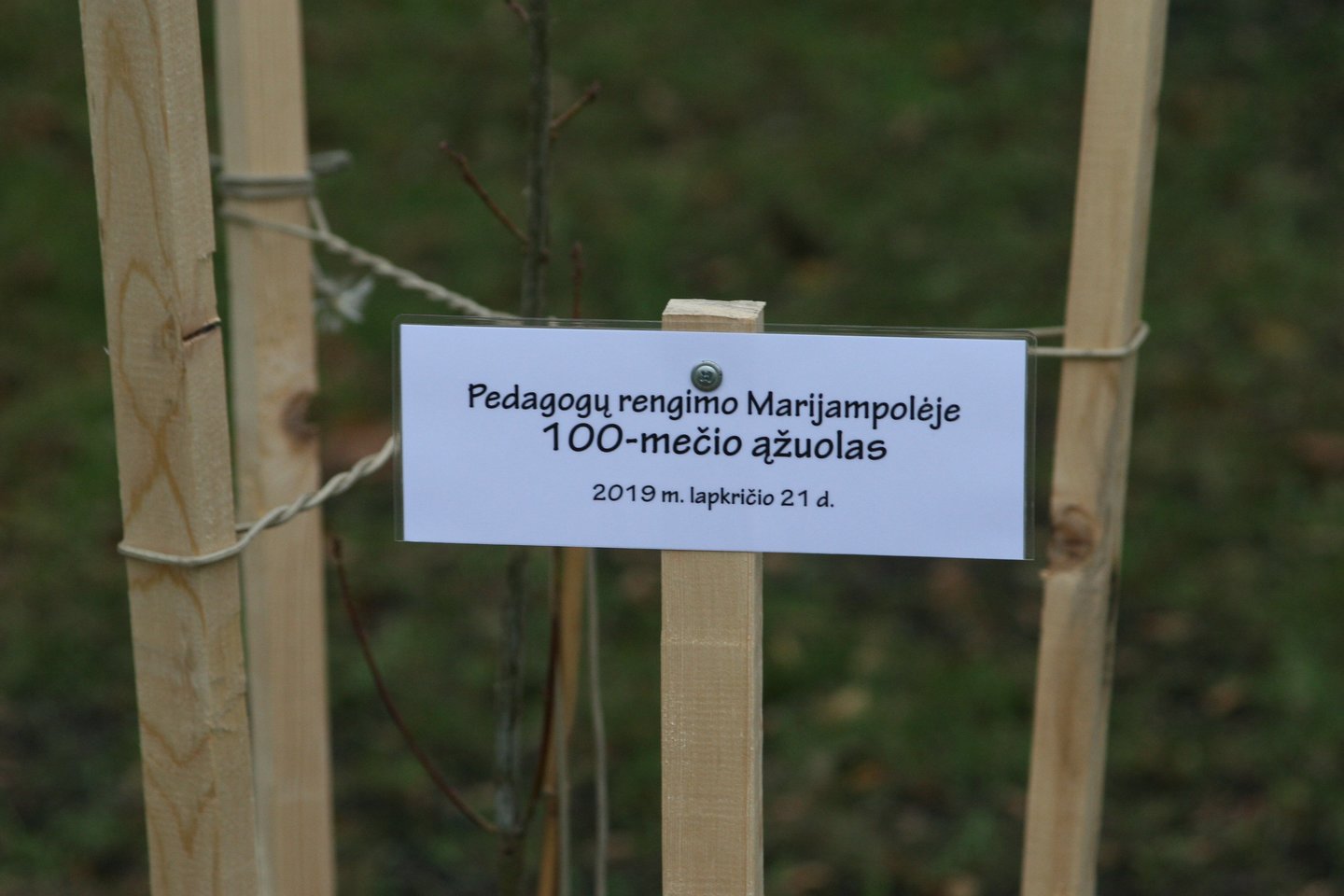 Senajame parke šalia buvusios Marijampolės mokytojų seminarijos buvo pasodintas atminimo ąžuoliukas.<br>L.Juodzevičienės nuotr.
