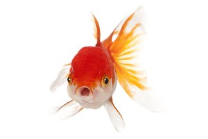 Ar žuvys žiovauja?