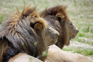 Mokslininkai turi dar vieną homoseksualumo kilmės hipotezę – ir kol kas prieštaravimų jai nėra