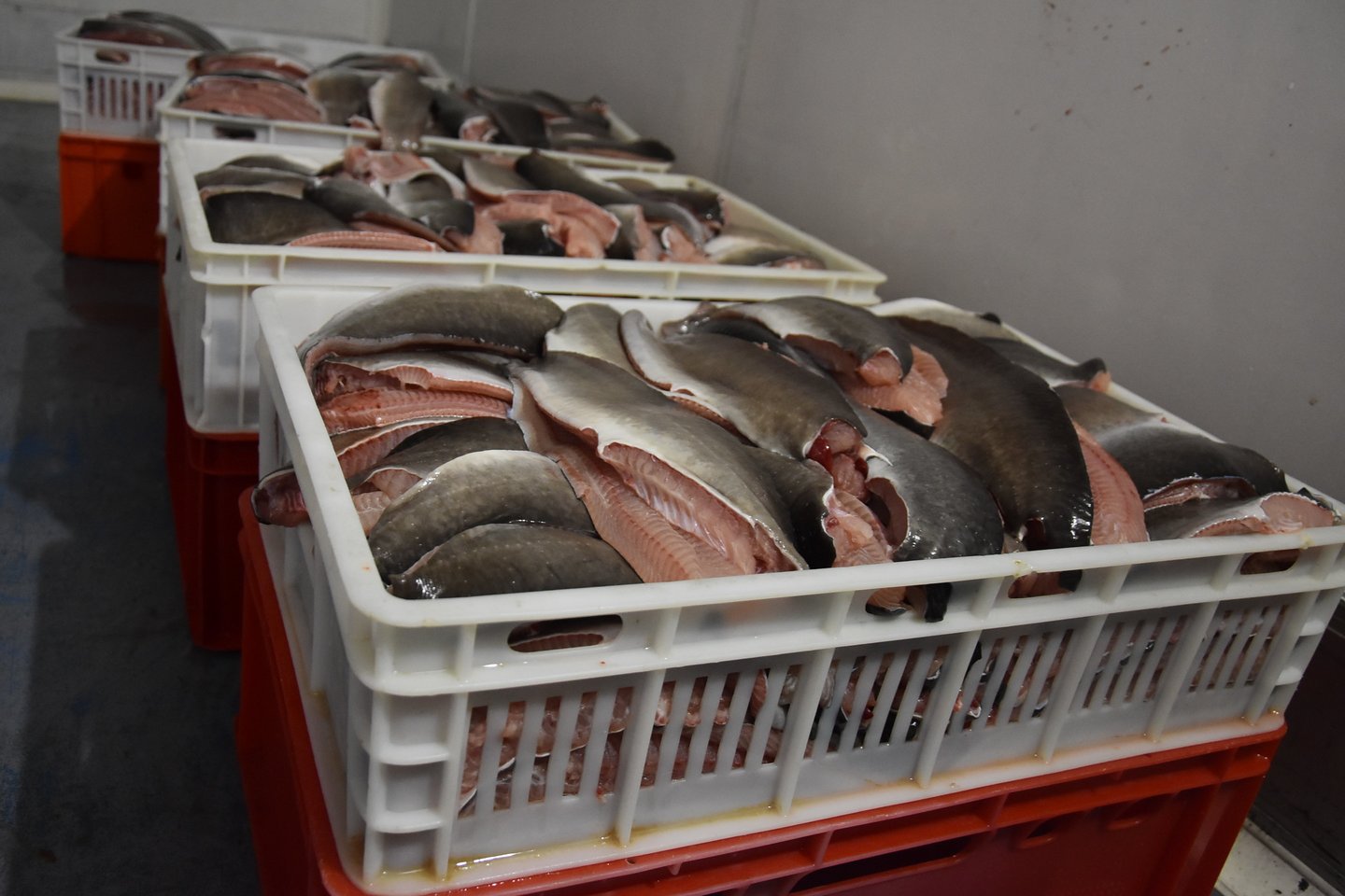 Šviežios, atvėsintos žuvys iš karto yra išgabenamos į gamybos cechą, kur yra įtrinamos prieskoniais ir pakuojamos.<br> A.Srėbalienės nuotr. 