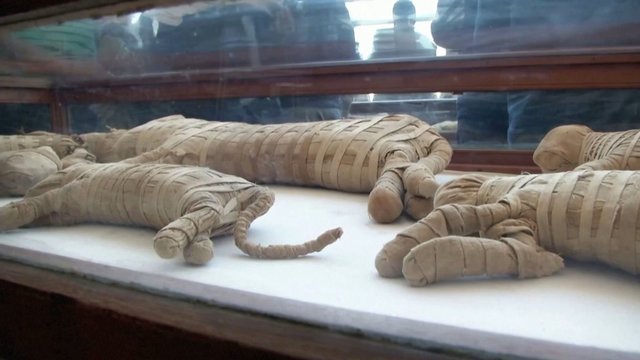 Ištroškusiems egzotikos: Egipte – gyvūnų mumijų paroda