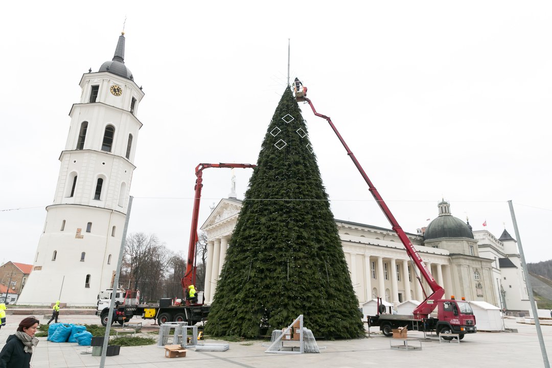  Katedros aikštėje  ruošiama Vilniaus kalėdinė eglė.<br> T.Bauro nuotr.