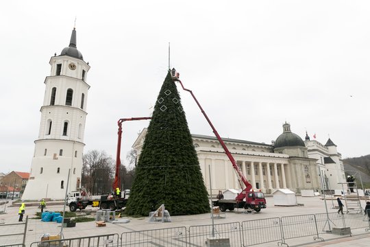  Katedros aikštėje  ruošiama Vilniaus kalėdinė eglė.<br> T.Bauro nuotr.