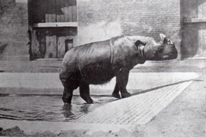 Malaizijoje nugaišo paskutinis šalyje gyvenęs Sumatros raganosis