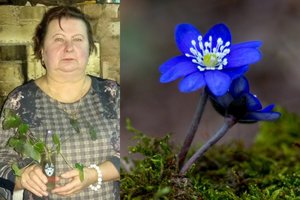 Gamtos pokštai: kėdainietė išėjo grybų, o parsinešė pavasarinių gėlių
