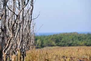Naujausi Vyriausybės pakeitimai Kuršių nerijos tvarkymo plane neatitinka Konstitucijos