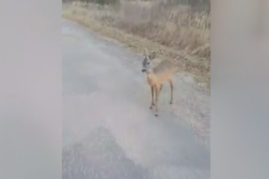 Tokio drąsaus gyvūno dar nematėte: apsiginti nepavyko ir vairuotojui 