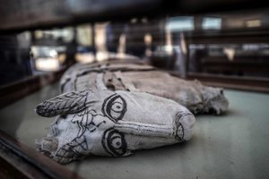 Paaiškėjo paslaptingasis Egipte rastas gyvūnas – mokslininkai iki šiol to dar nebuvo aptikę