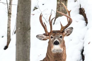Miške išvydo retą reginį – elnią su trijų ragų karūna