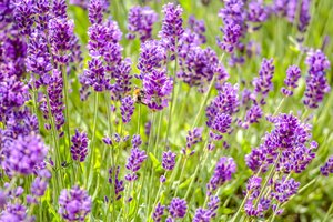 Levandos: ar jos auga Lietuvoje?