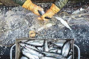 Laimikis Baltijos jūroje pašiurpino žvejus: tokių apsigimimų niekas nėra matęs