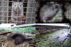 Slapta filmuoti kadrai iš kailinių žvėrelių fermų šokiruoja: tokią veiklą ragina uždrausti