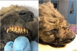 Amžinajame Sibiro įšale – mįslingas radinys