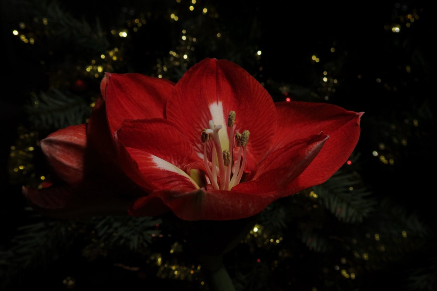 Kalėdų puošmena namuose šįmet galėtų tapti nebūtinai puošniausioji karpažolė, arba kitaip Kalėdų žvaigždė, bet ir bet kuri kita gėlė.<br>pixabay.com nuotr.