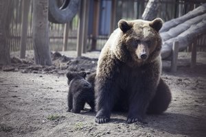 Telšiuose steigiamas pirmasis Lietuvoje meškų rezervatas