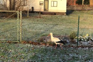 Po sniegą braidantis gandras net nesiruošia kelionei