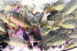 Prieš didžiąsias šventes žuvų kainas keičiantys jų augintojai įspėjo – to, kas buvo, nebebus