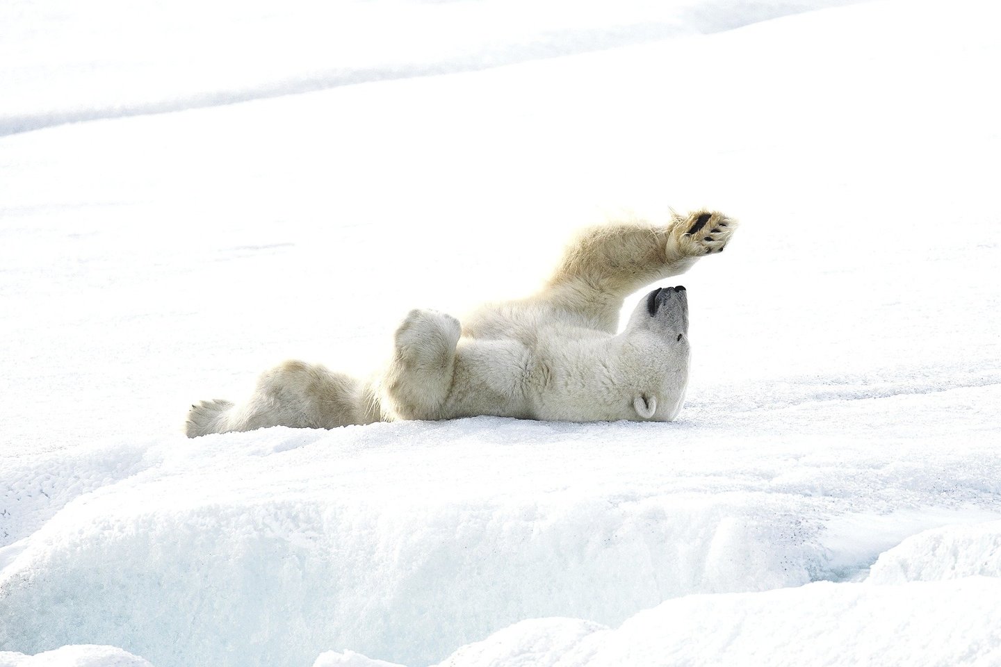 Atsipalaidavusi baltoji meška atliko jogos pratimus Norvegijoje, Svalbardo teritorijoje, ant užšalusio ežero ledo. <br>P.Williamso/„SWNS.com“ nuotr.