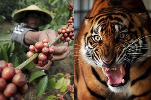 Kavos plantacijoje – kraupi tigro ir ūkininko akistata: vienas iš jų neišgyveno