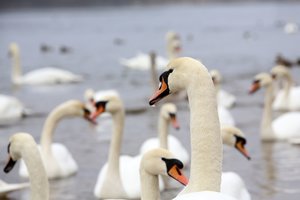 Kaliningrade mįslingai ėmė gaišti gulbės, tyrimą pradėjo prokuratūra