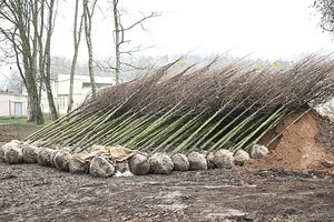 Istoriniame miestelyje – permainos: pakeitė Tiškevičių laikus menančias liepas