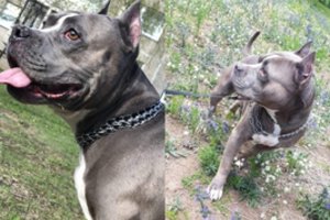 Atsirado retos spalvos veislinis šuo: „išbučiavo“ vienkiemyje gyvenančią močiutę