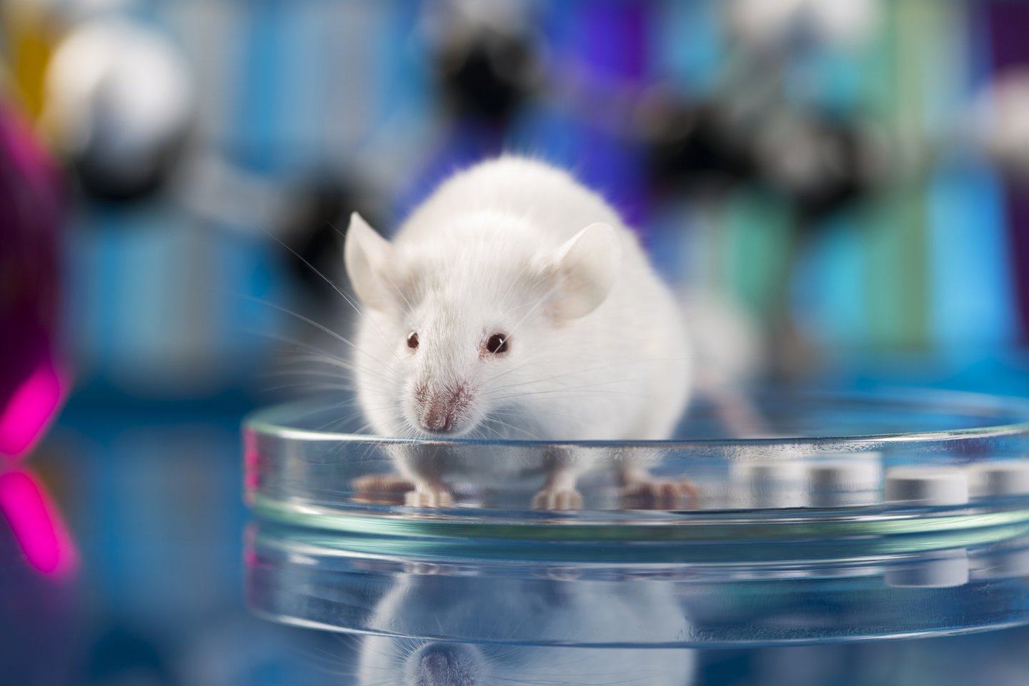  Itin mėgstamas 5G priešininkų pavyzdys – tyrimas su žiurkėmis, kurio rezultatai parodė, jog jei žiurkė buvo apšvitinta elektromagnetinėmis bangomis, jos tikimybė susirgti vėžiu padidėjo. Bet pamirštama, tai kad ši apšvitintų žiurkių grupė ir gyveno ilgiausiai. <br> 123RF nuotr.