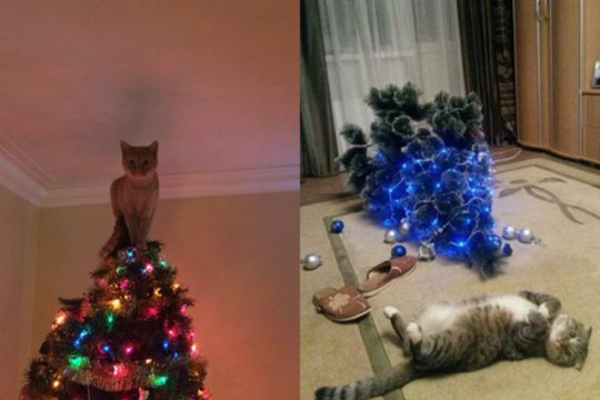 Amžina kačių kova su kalėdinėmis eglutėmis: vaizdeliai priverčia ir juoktis, ir siusti