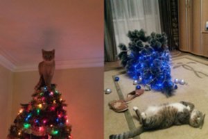 Amžina kačių kova su kalėdinėmis eglutėmis: vaizdeliai priverčia ir juoktis, ir siusti