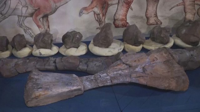 Argentinos mokslininkai atrado prieš 70 mln. metų gyvenusią dinozaurų rūšį