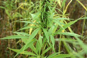 Prokuratūra: suimtas pareigūnas buvo vienas iš kanapių auginimo verslo organizatorių