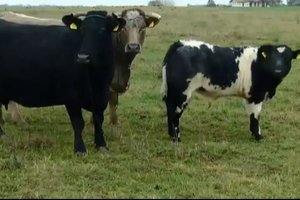 Alytaus rajono ūkininkams pervesti pinigai už gaisro padarytą žalą