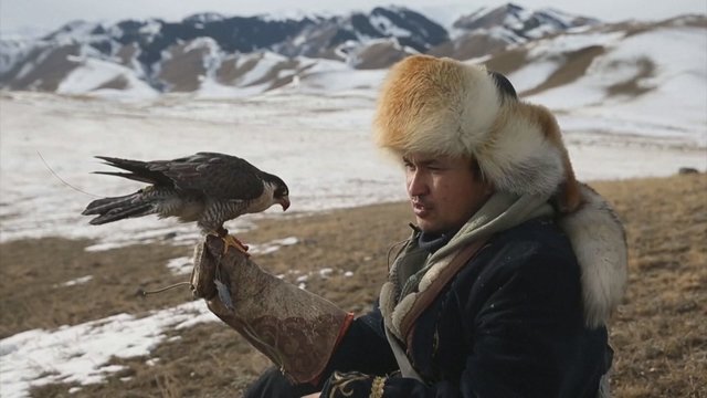 Kazachstano stepėse varžosi kelių tūkstančių metų tradicijas menantys sakalų dresuotojai