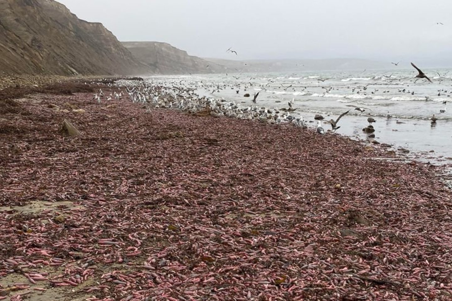  Bangos nuplovė smėlio sluoksnį po kuriuo gyvena šie kirminai.