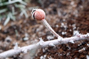 Šalčiai taikosi į medžius: kaip gydyti vaismedžių žaizdas